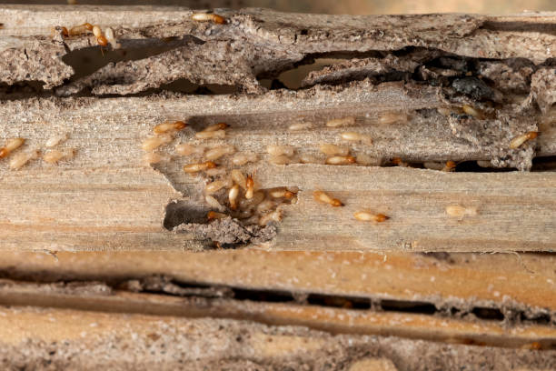 Best Best Pest Control Companies  in Elk Mound, WI